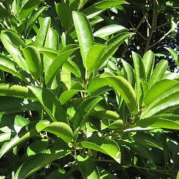 Melicytus unspecified picture