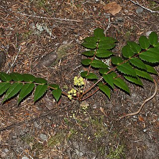 Berberis nervosa unspecified picture