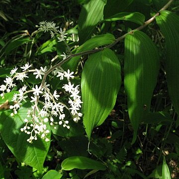 Maianthemum robustum unspecified picture