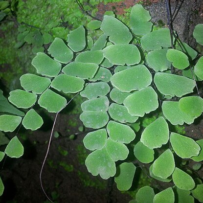 Adiantum philippense unspecified picture