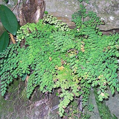 Adiantum aethiopicum unspecified picture