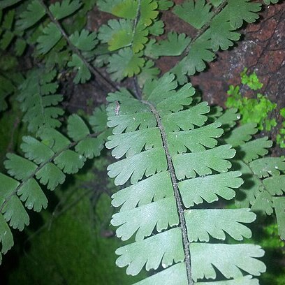 Adiantum caudatum unspecified picture