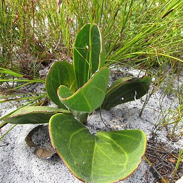 Mairia coriacea unspecified picture