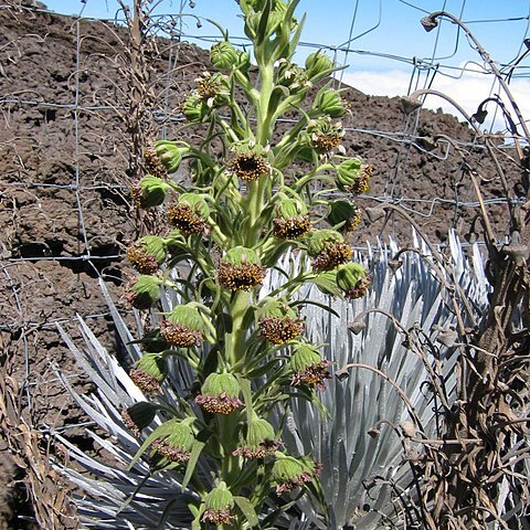 Argyroxiphium sandwicense subsp. sandwicense unspecified picture