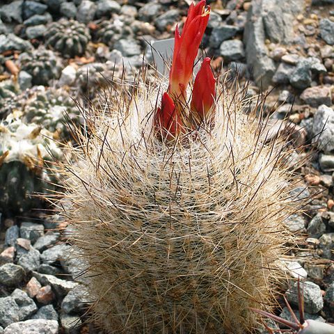 Matucana haynei subsp. haynei unspecified picture