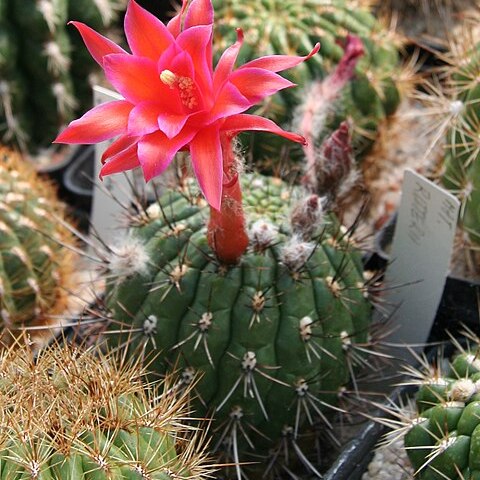 Matucana ritteri unspecified picture