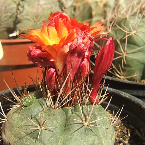 Matucana oreodoxa unspecified picture