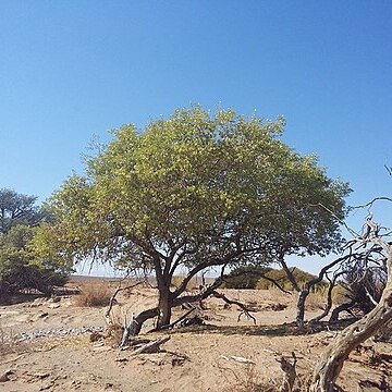 Maerua schinzii unspecified picture