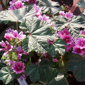 Malope unspecified picture