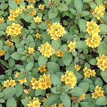 Lysimachia congestiflora unspecified picture