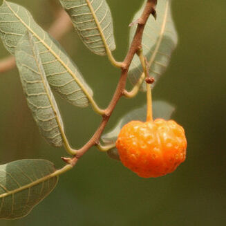 Brosimum gaudichaudii unspecified picture