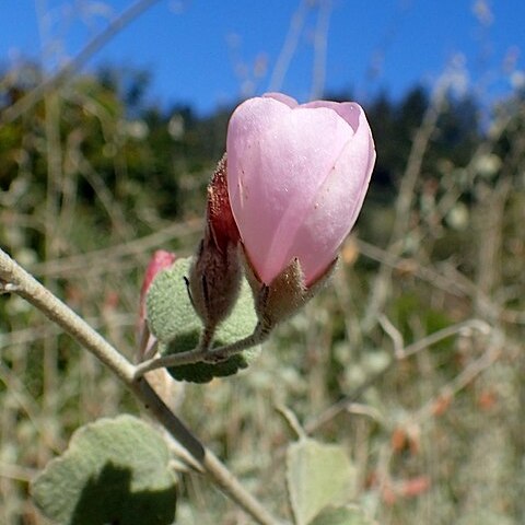 Malacothamnus fremontii unspecified picture