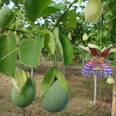 Passiflora maliformis unspecified picture