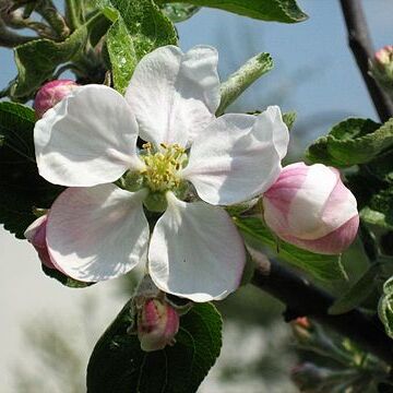 Malus asiatica unspecified picture