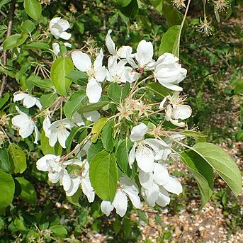 Malus rockii unspecified picture