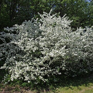 Malus unspecified picture