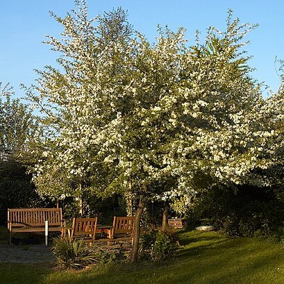 Malus sieboldii unspecified picture