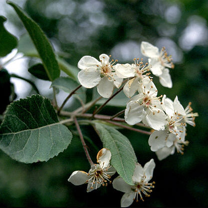 Malus fusca unspecified picture