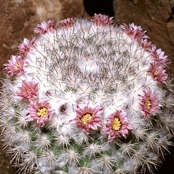 Mammillaria tayloriorum unspecified picture