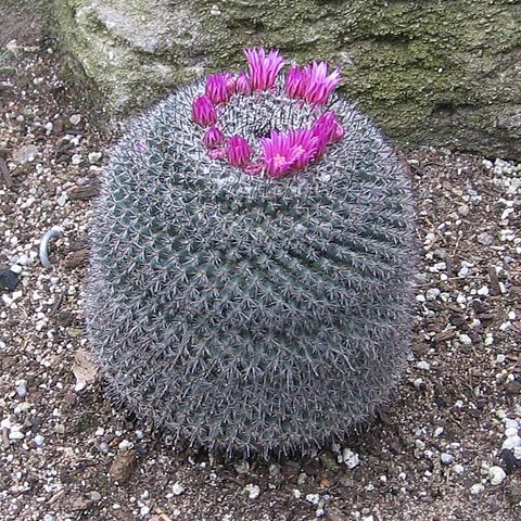 Mammillaria supertexta unspecified picture