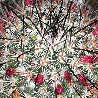 Mammillaria rekoi unspecified picture