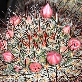 Mammillaria jaliscana unspecified picture