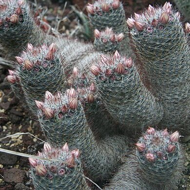 Mammillaria glochidiata unspecified picture