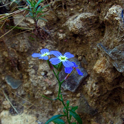 Malcolmia orsiniana unspecified picture