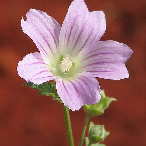 Malva preissiana unspecified picture