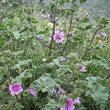 Malvaceae unspecified picture