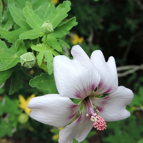 Malva canariensis unspecified picture