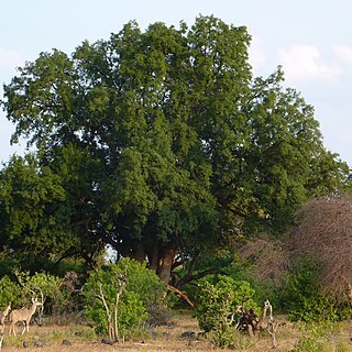 Xanthocercis zambesiaca unspecified picture