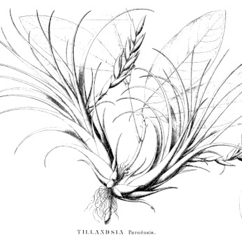 Tillandsia paraensis unspecified picture