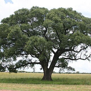 Sclerocarya unspecified picture