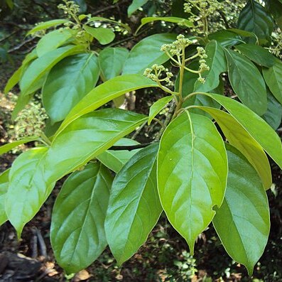 Mastixia arborea unspecified picture