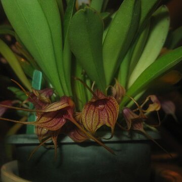 Masdevallia angulata unspecified picture