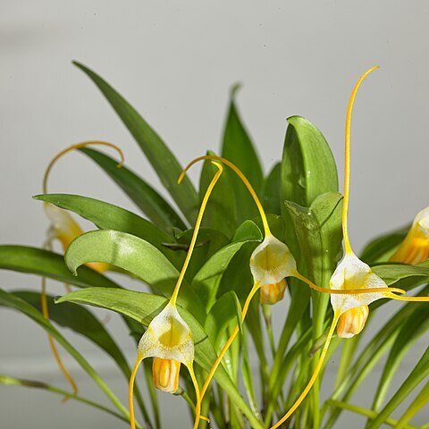 Masdevallia ampullacea unspecified picture