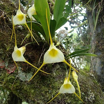 Masdevallia tonduzii unspecified picture