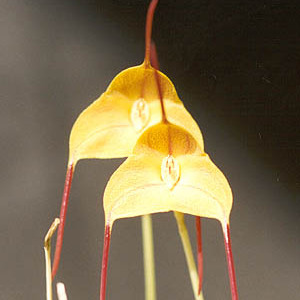 Masdevallia triangularis unspecified picture