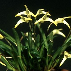 Masdevallia minuta unspecified picture