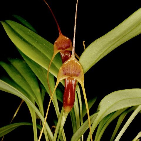 Masdevallia filaria unspecified picture