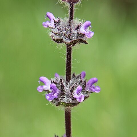 Salvia brachyantha unspecified picture