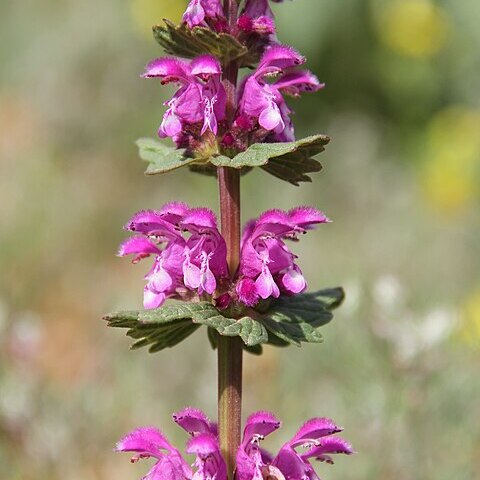 Lamium orientale unspecified picture