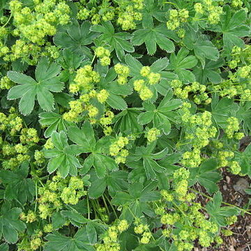 Alchemilla faroensis unspecified picture