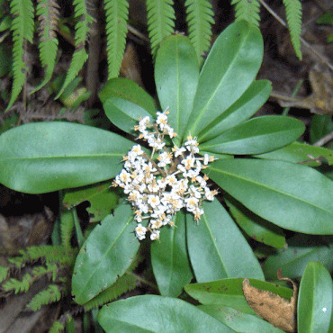 Ardisia escallonioides unspecified picture