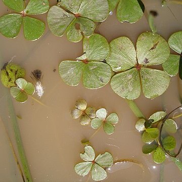 Marsilea strigosa unspecified picture