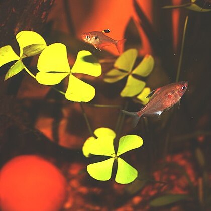 Marsilea batardae unspecified picture