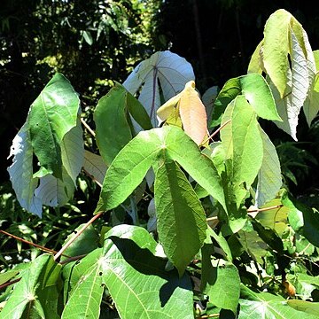 Macaranga hypoleuca unspecified picture