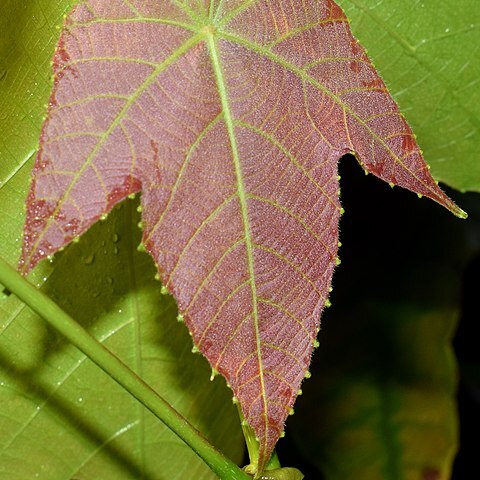 Macaranga triloba unspecified picture