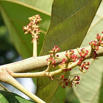 Macaranga denticulata unspecified picture